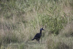 Bucorvus abyssinicus