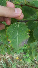 Populus tremula