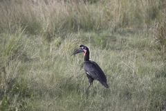 Bucorvus abyssinicus