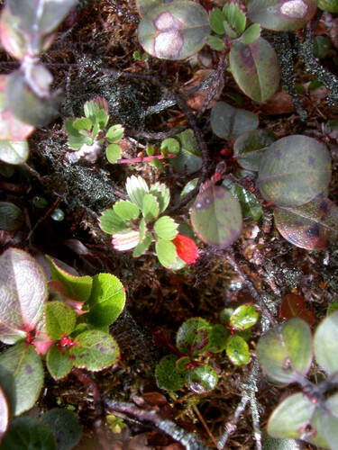 Geranium kauaiense observed 2007-03-08