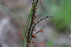 Gahnia pauciflora