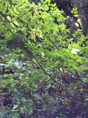 Euonymus occidentalis