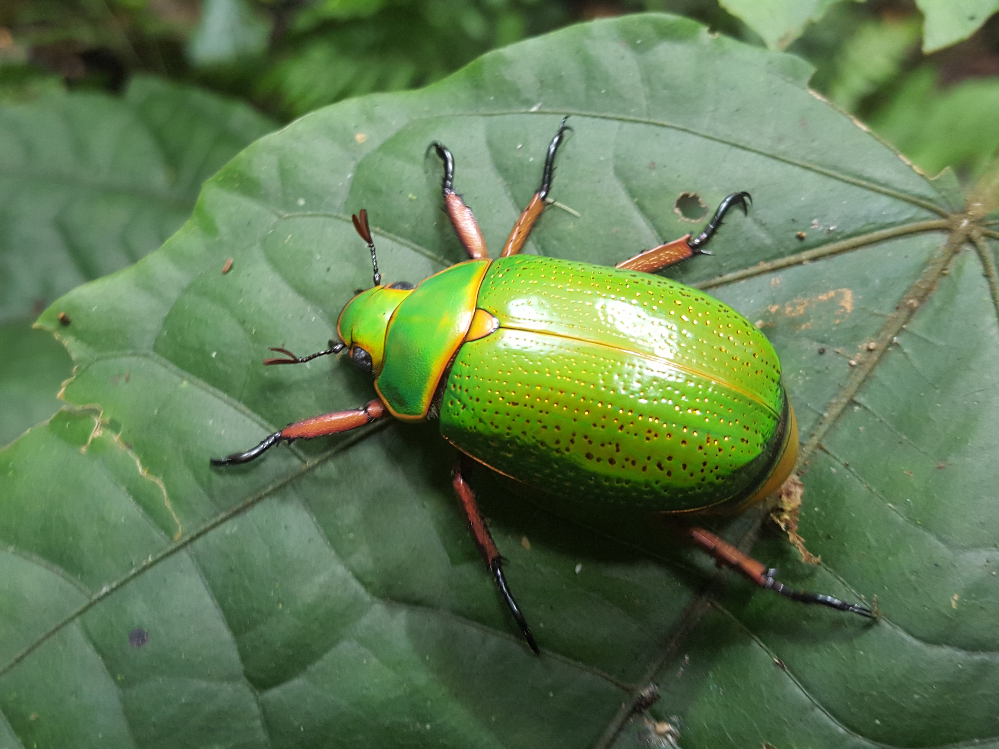 Chrysina spectabilis · iNaturalist