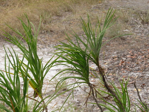 Image of Lomandra Banksii (Lomandra banksii) by (c) coenobita, some rights reserved (CC BY)