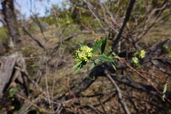 Pimelea microcephala microcephala