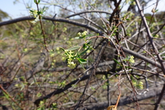 Pimelea microcephala microcephala