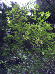 Euonymus occidentalis