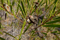 Acacia halliana