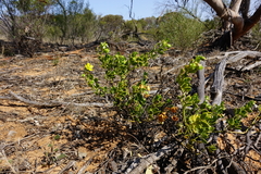 Roepera apiculata