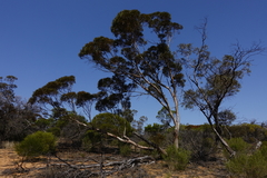 Eucalyptus oleosa oleosa