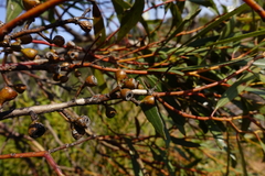 Eucalyptus oleosa oleosa