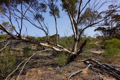 Eucalyptus oleosa oleosa