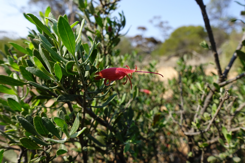 Murraya glabra (Murraya glabra)