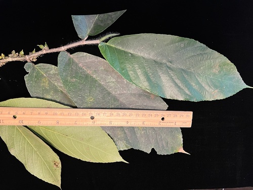 Gironniera celtidifolia observed 2022-06-28
