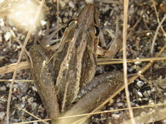 Litoria nasuta