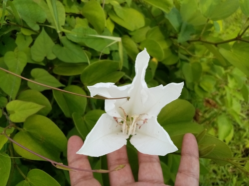 Image of Bauhinia aculeata by (c) Pier Luiggi Maquilón, some rights reserved (CC BY)