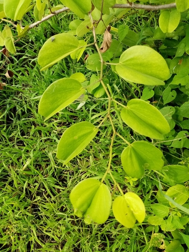 Bauhinia aculeata, photograph 6