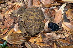 Phrynoidis juxtasper