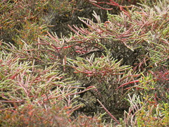 Tecticornia indica