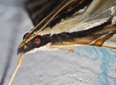 Agrioglypta excelsalis