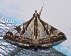 Agrioglypta excelsalis