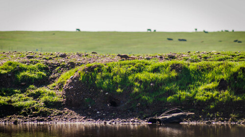 iNaturalist observation photo of California Ground Squirrel