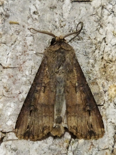 Black cutworm