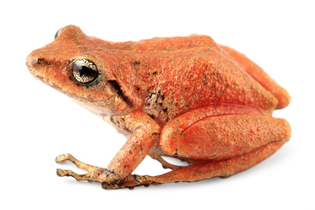Intac Robber Frog