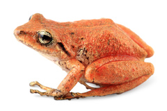 Intac Robber Frog photo 1