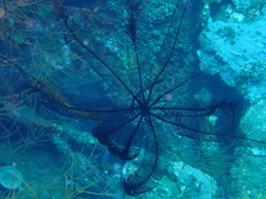 Colobometra perspinosa image