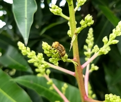 Eristalinus