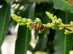 Eristalinus