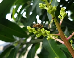 Eristalinus