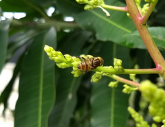 Eristalinus