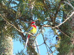 Platycercus eximius eximius