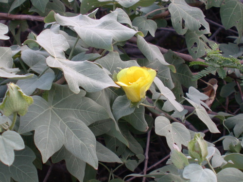 Gossypium tomentosum