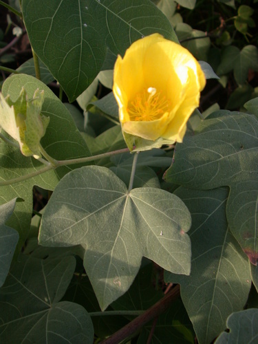Gossypium tomentosum