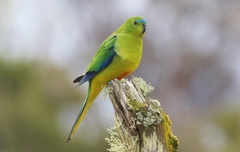 Neophema chrysogaster