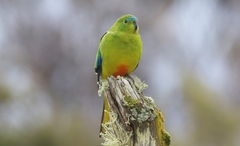 Neophema chrysogaster