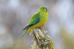 Neophema chrysogaster