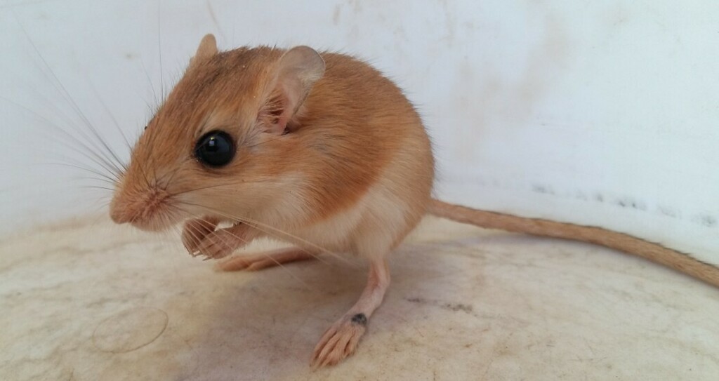 Paeba Hairy-Footed Gerbil
