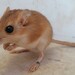 Hairy-footed Gerbil - Photo (c) _3foxes, some rights reserved (CC BY-NC), uploaded by _3foxes