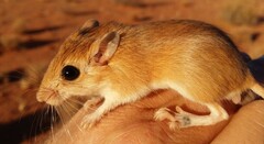 Paeba Hairy-Footed Gerbil photo 2