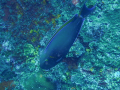 Acanthurus bariene