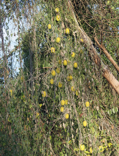 Teasel Gourd