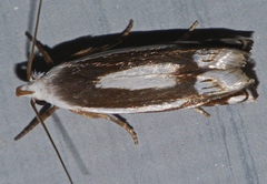 Plectophila