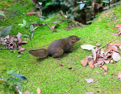 Sundasciurus everetti