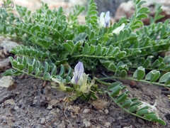 Astragalus iodanthus