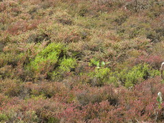 Tecticornia halocnemoides