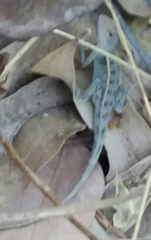 Diporiphora bilineata